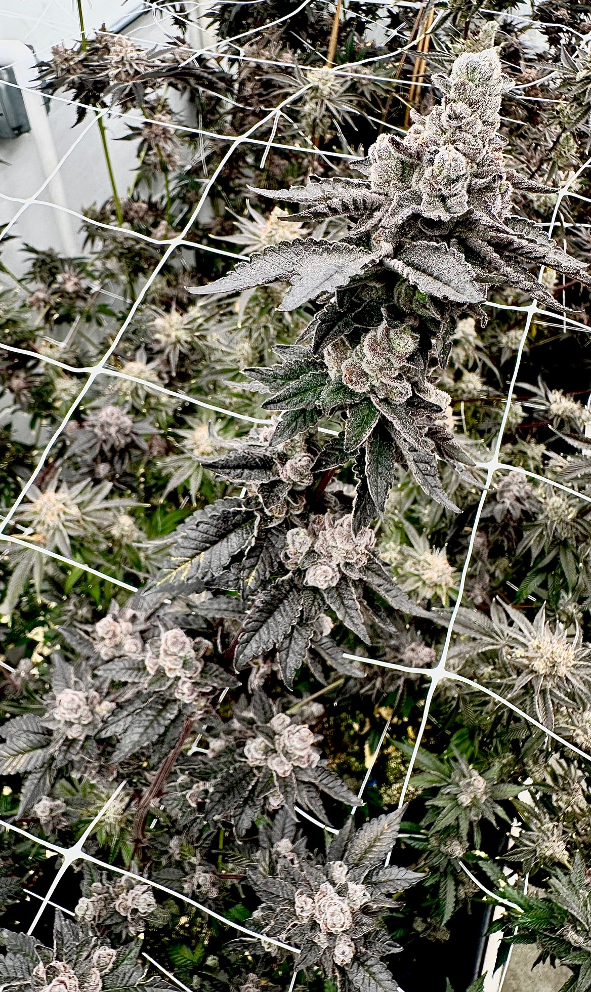 shagzilla exotic genetix fem seeds