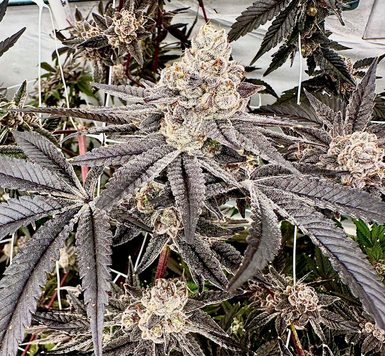 EXOTIC GENETIX SPLASH DADDY FEM - Image 2