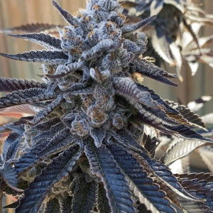 solfire gardens bahama berry fem seeds