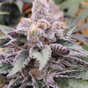 solfire gardens fx3 strain seeds