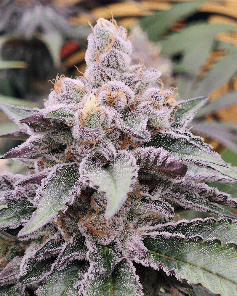 solfire gardens fx3 strain seeds