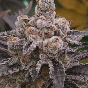 solfire gardens fx3 strain seeds