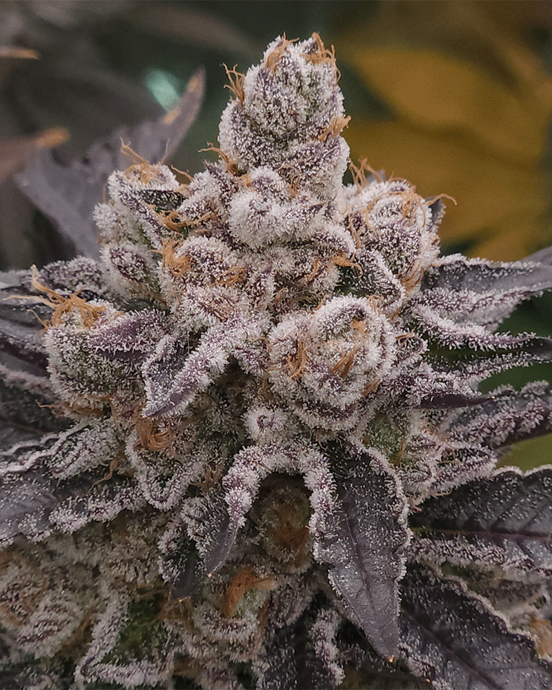 solfire gardens fx3 strain seeds