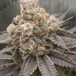 solfire gardens fx3 strain seeds