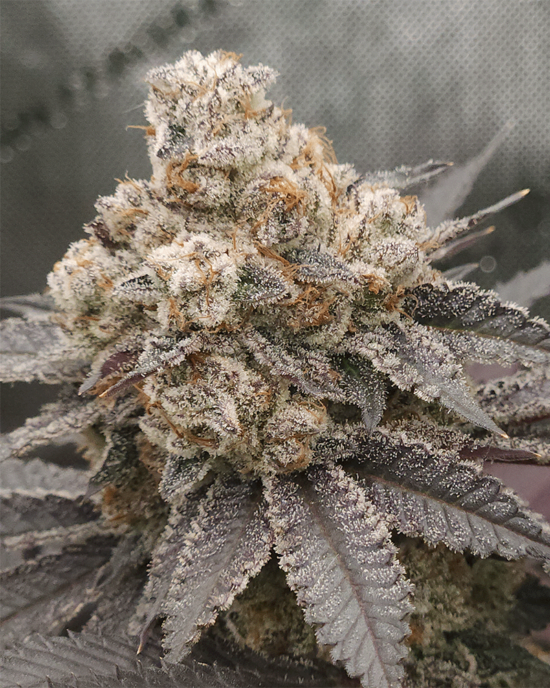 solfire gardens fx3 strain seeds