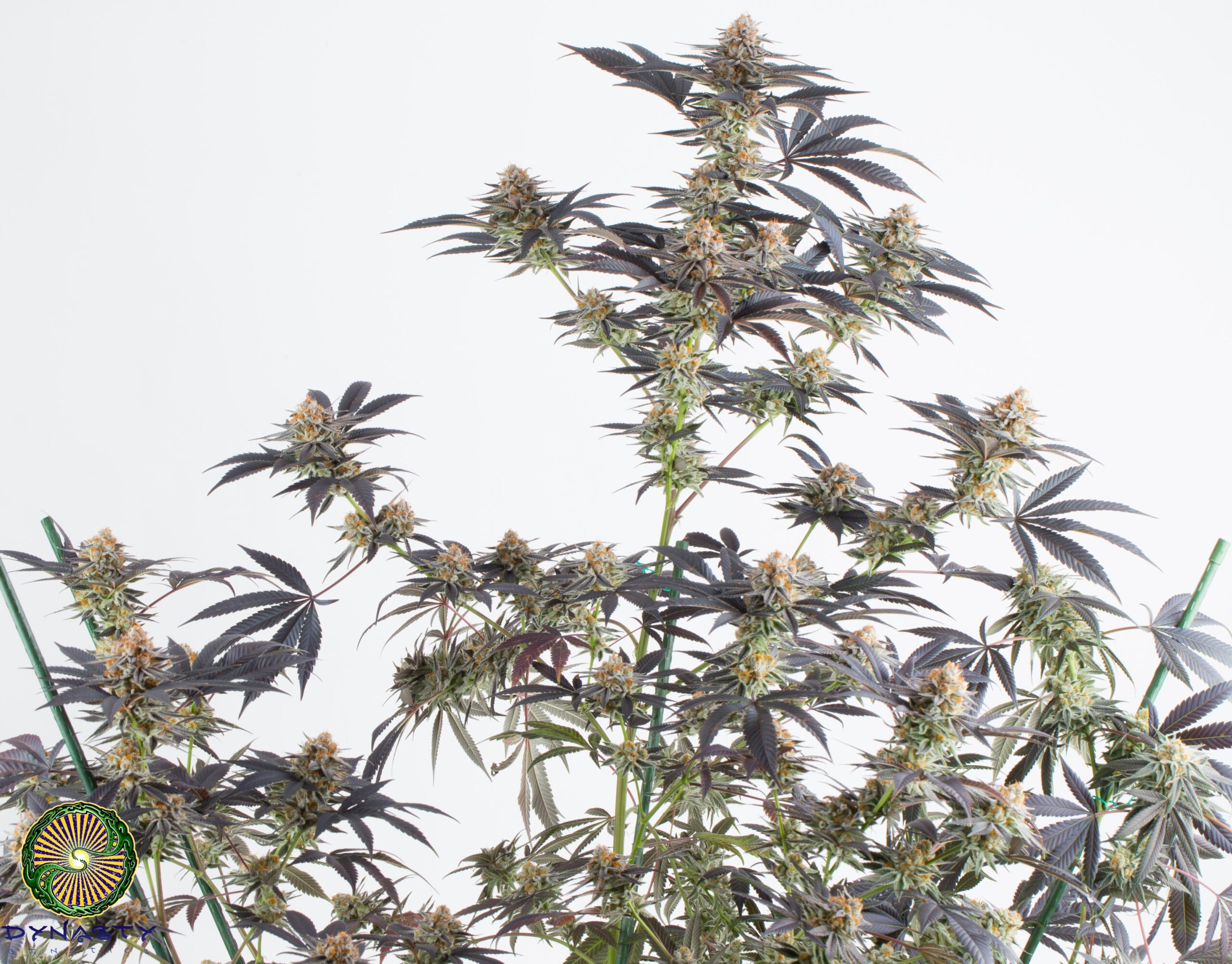 BLUE MAGOO BX4 BY DYNASTY GENETICS - Image 5