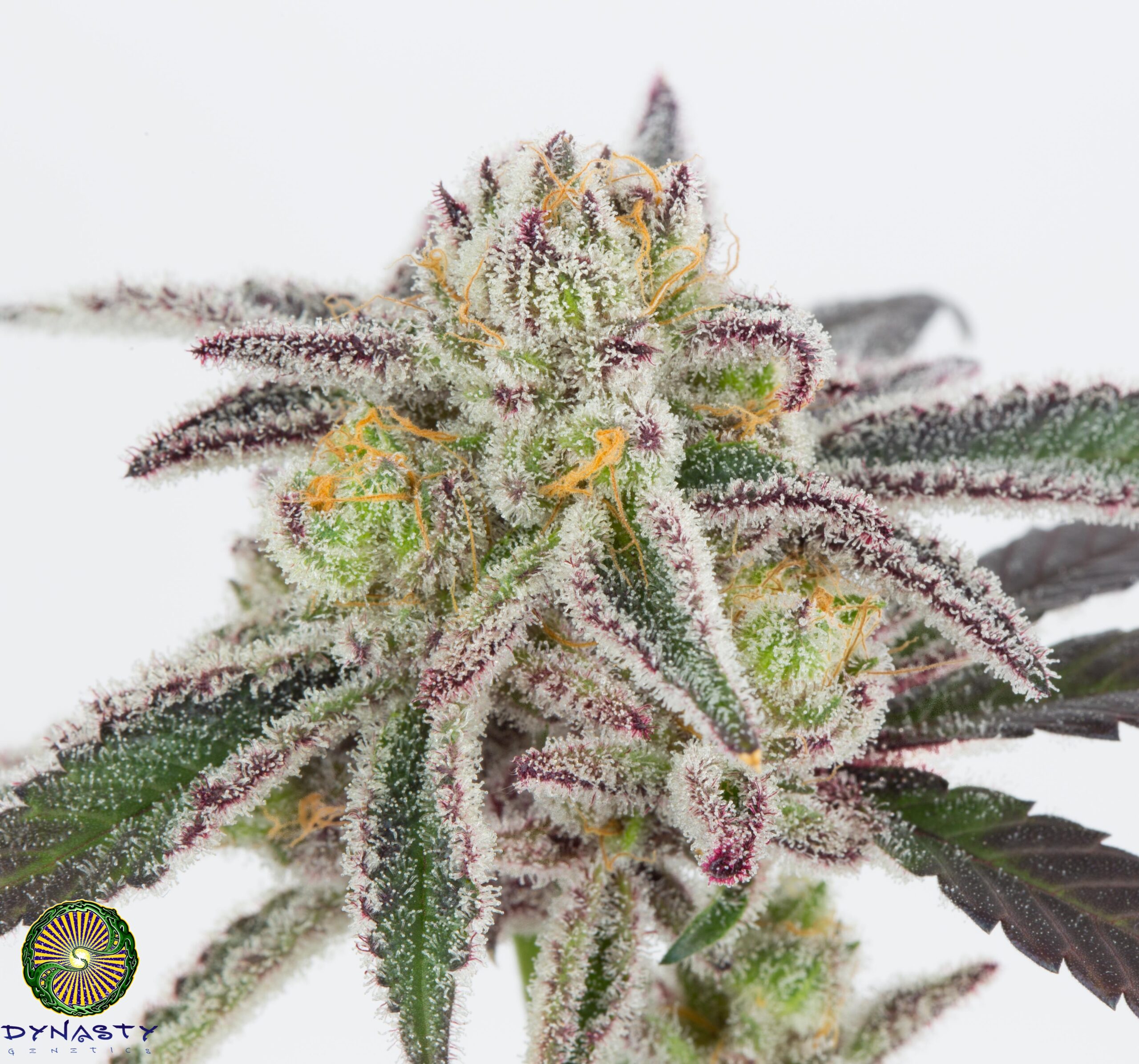 BLUE MAGOO BX4 BY DYNASTY GENETICS - Image 2