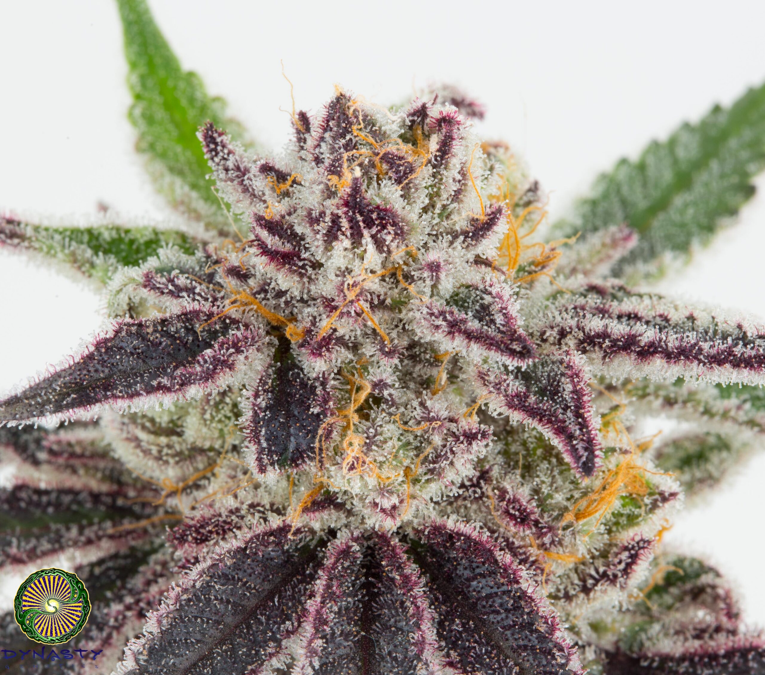BLUE MAGOO BX4 BY DYNASTY GENETICS - Image 3
