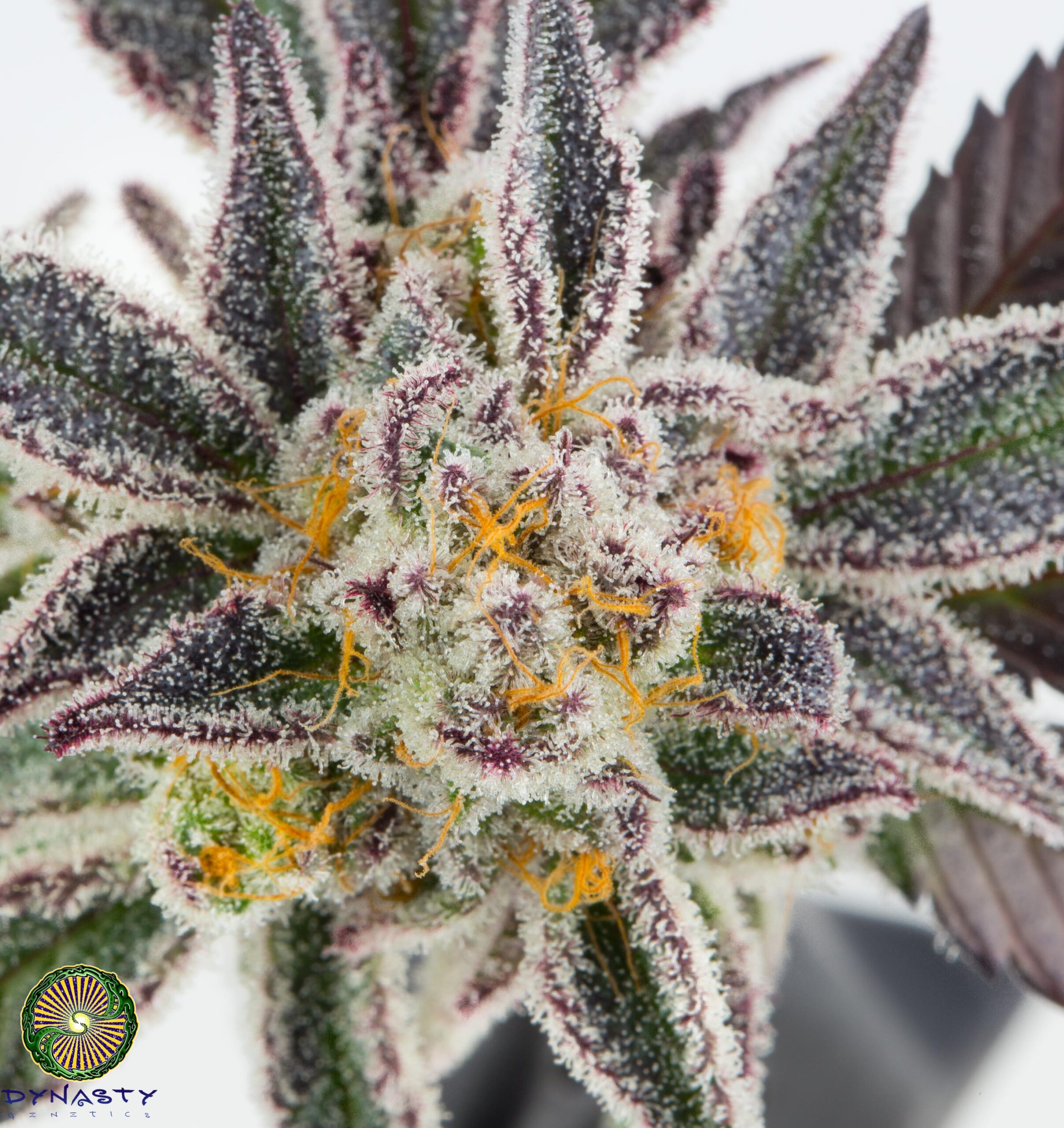 BLUE MAGOO BX4 BY DYNASTY GENETICS - Image 4