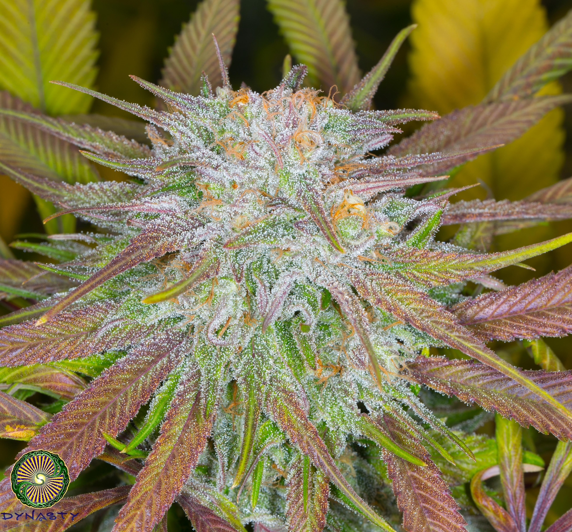 HUCKLEBERRY KUSH V6 BY DYNASTY GENETICS *bonus pack included*