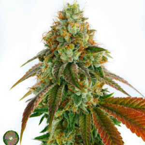 LLAMABERRY V2 BY DYNASTY GENETICS *bonus pack included*