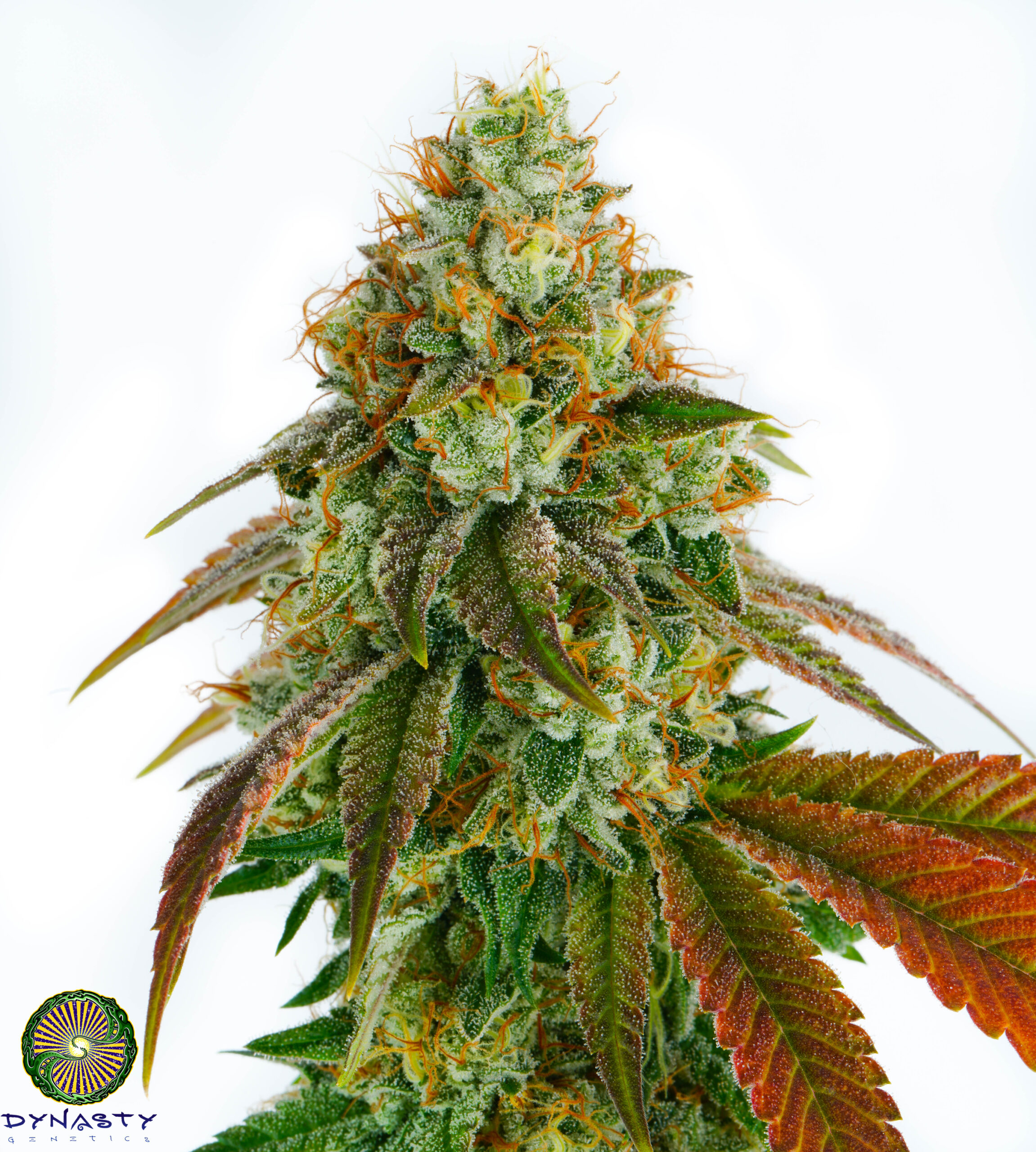 LLAMABERRY V2 BY DYNASTY GENETICS *bonus pack included*