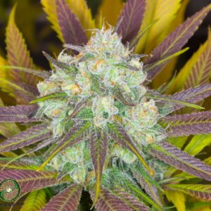 MOOSE AND LOBSTA V3 BY DYNASTY GENETICS *bonus pack included*