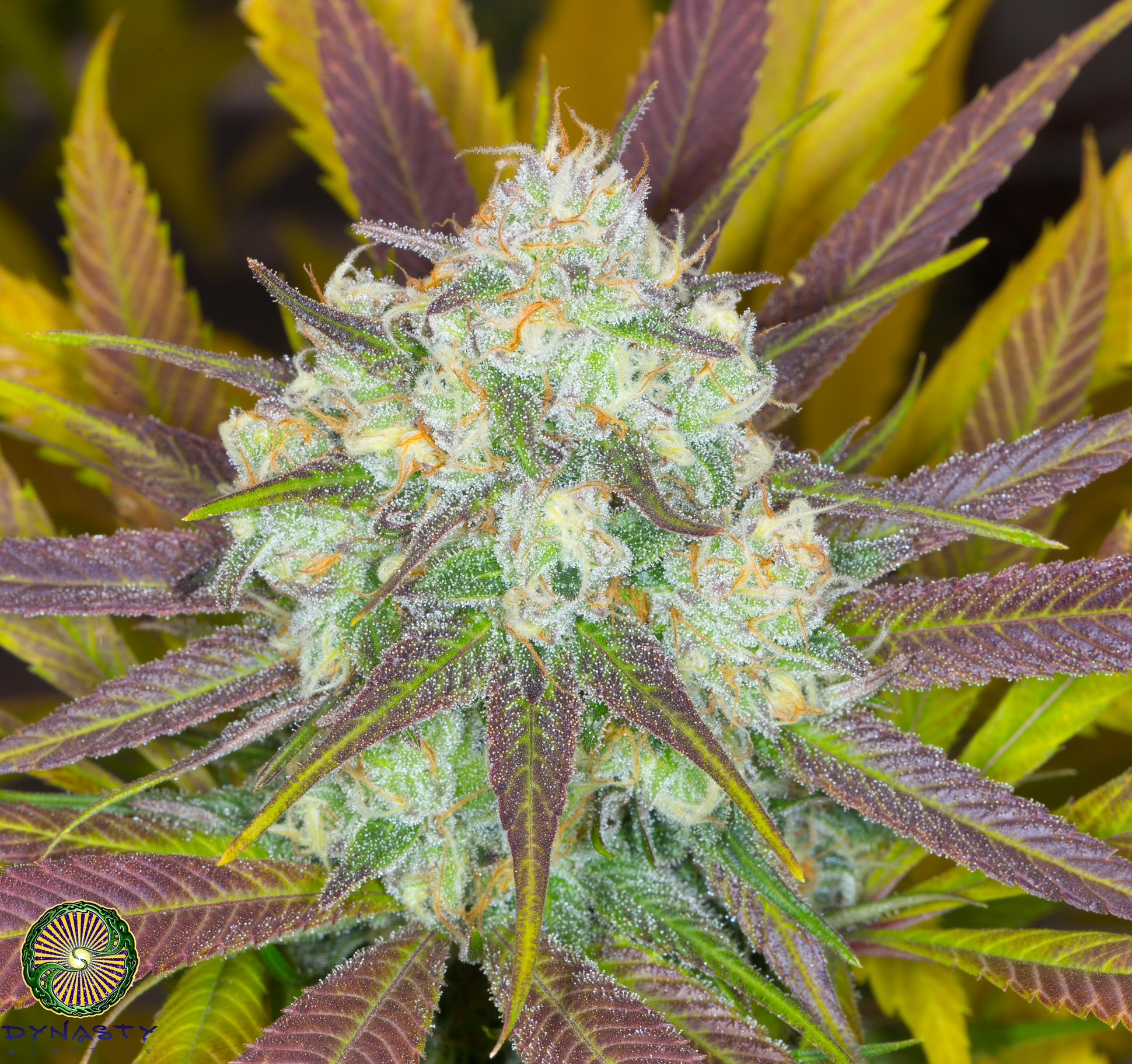 MOOSE AND LOBSTA V3 BY DYNASTY GENETICS *bonus pack included*