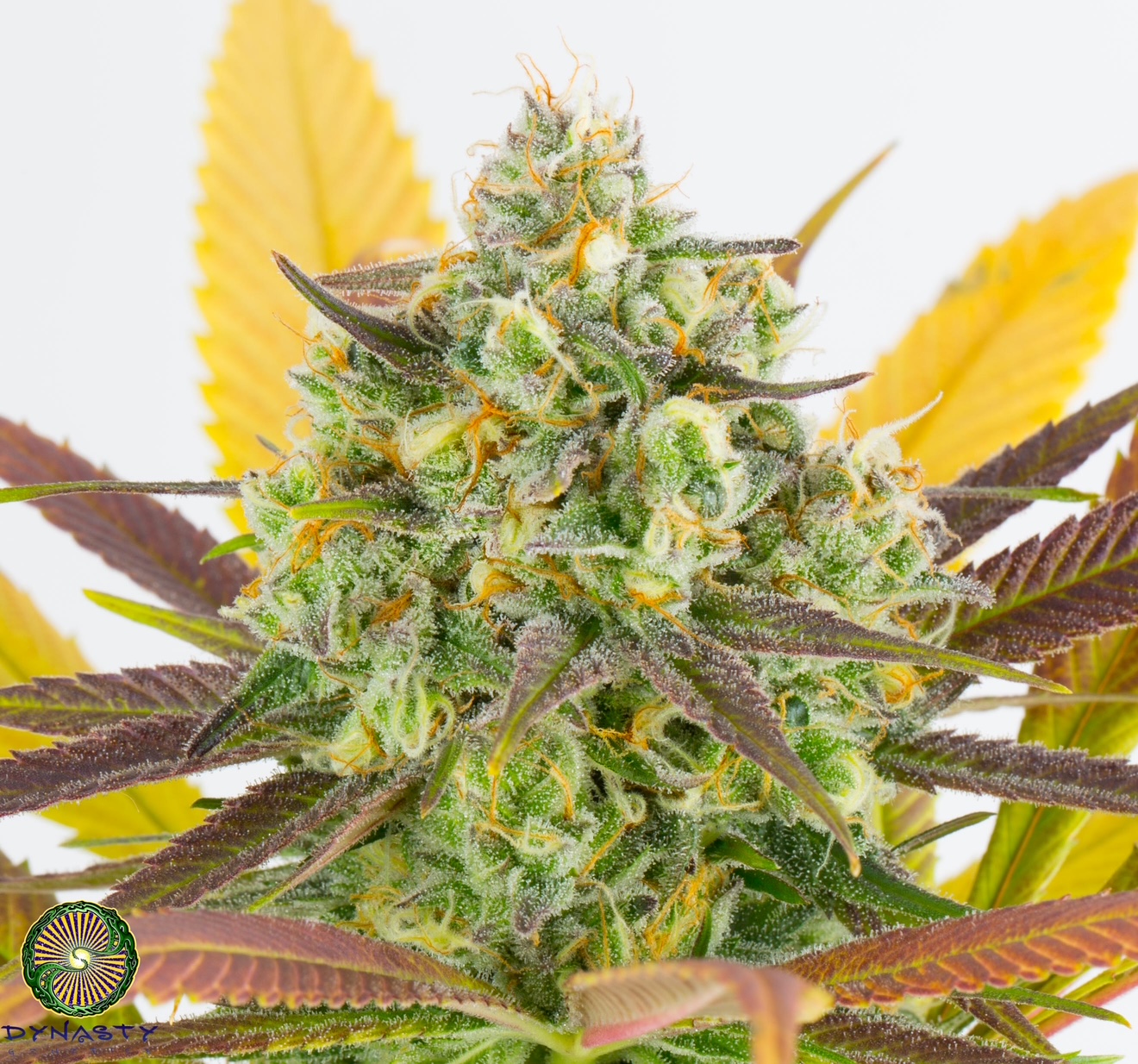 MOOSE AND LOBSTA V3 BY DYNASTY GENETICS *bonus pack included* - Image 2