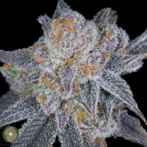 BERRY BLACKOUT V2 BY DYNASTY GENETICS *bonus pack included*