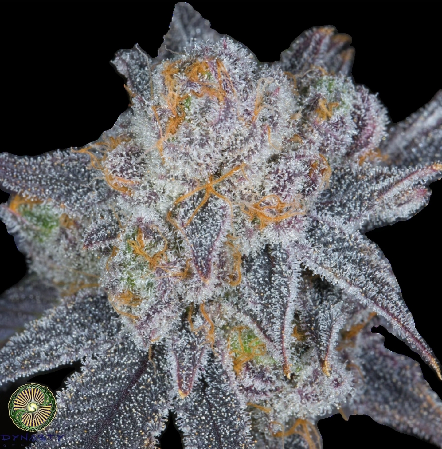 BERRY BLACKOUT V2 BY DYNASTY GENETICS *bonus pack included*