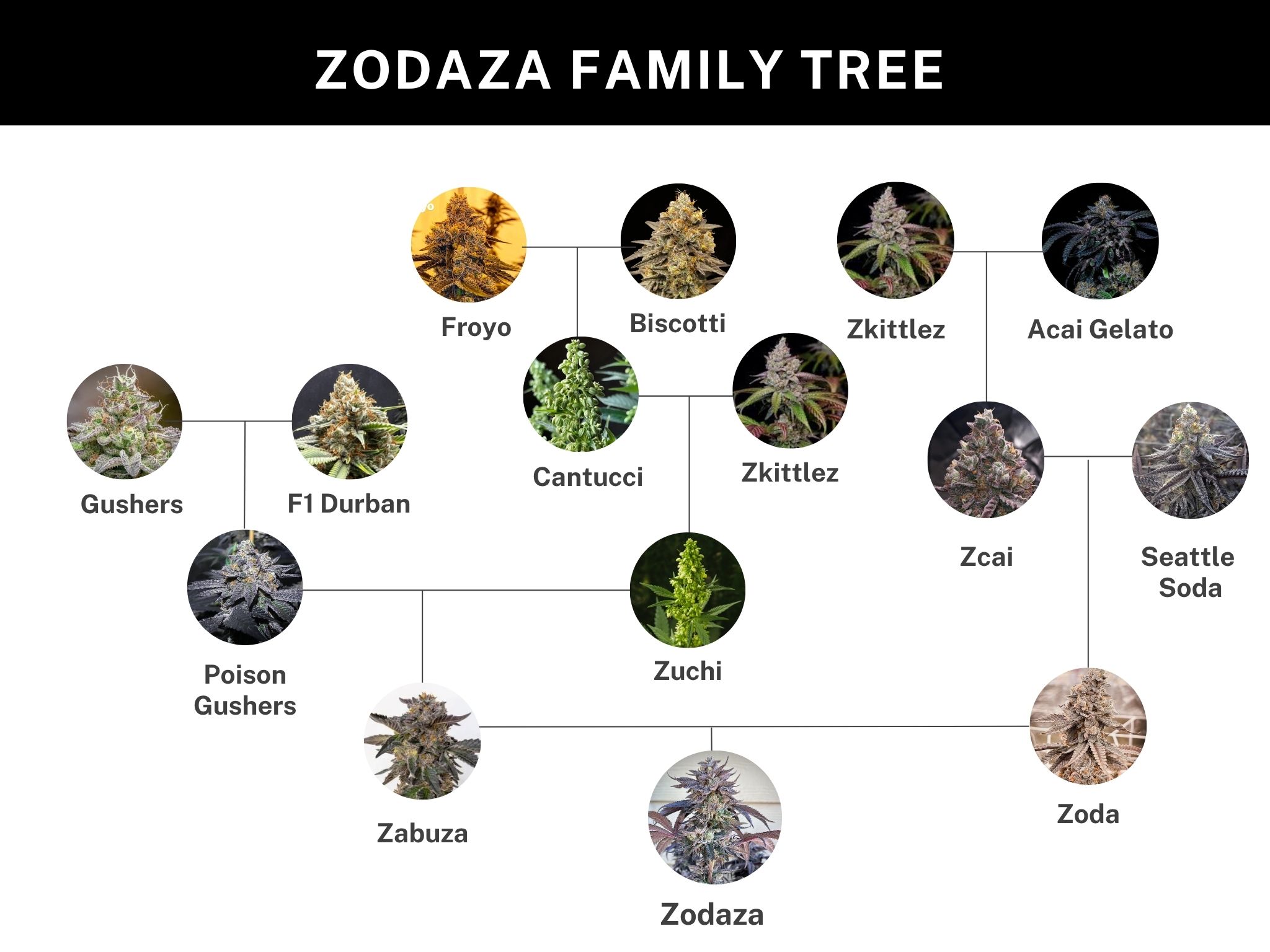 ZODAZA BY UMAMI SEED CO. *bonus pack included* - Image 4