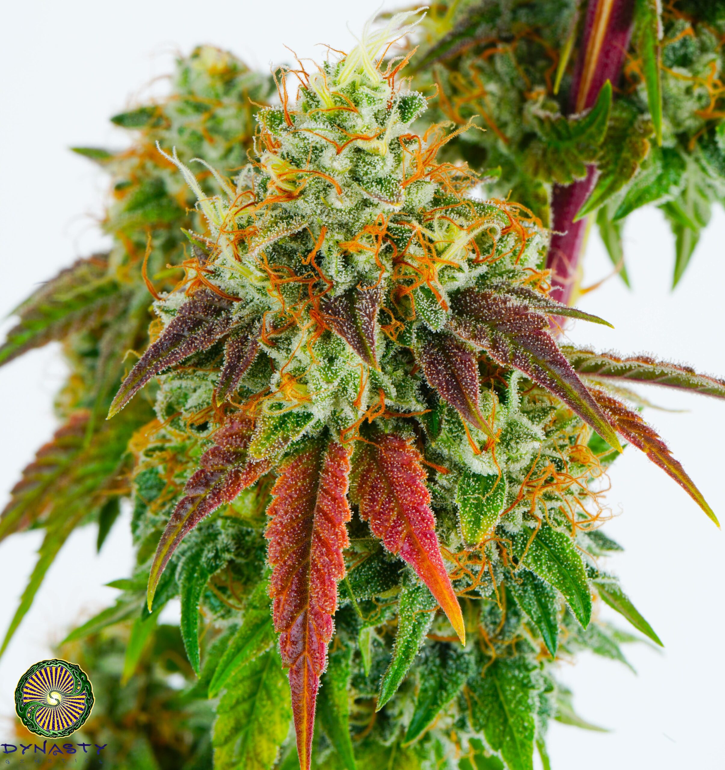 LLAMABERRY V2 BY DYNASTY GENETICS *bonus pack included* - Image 2