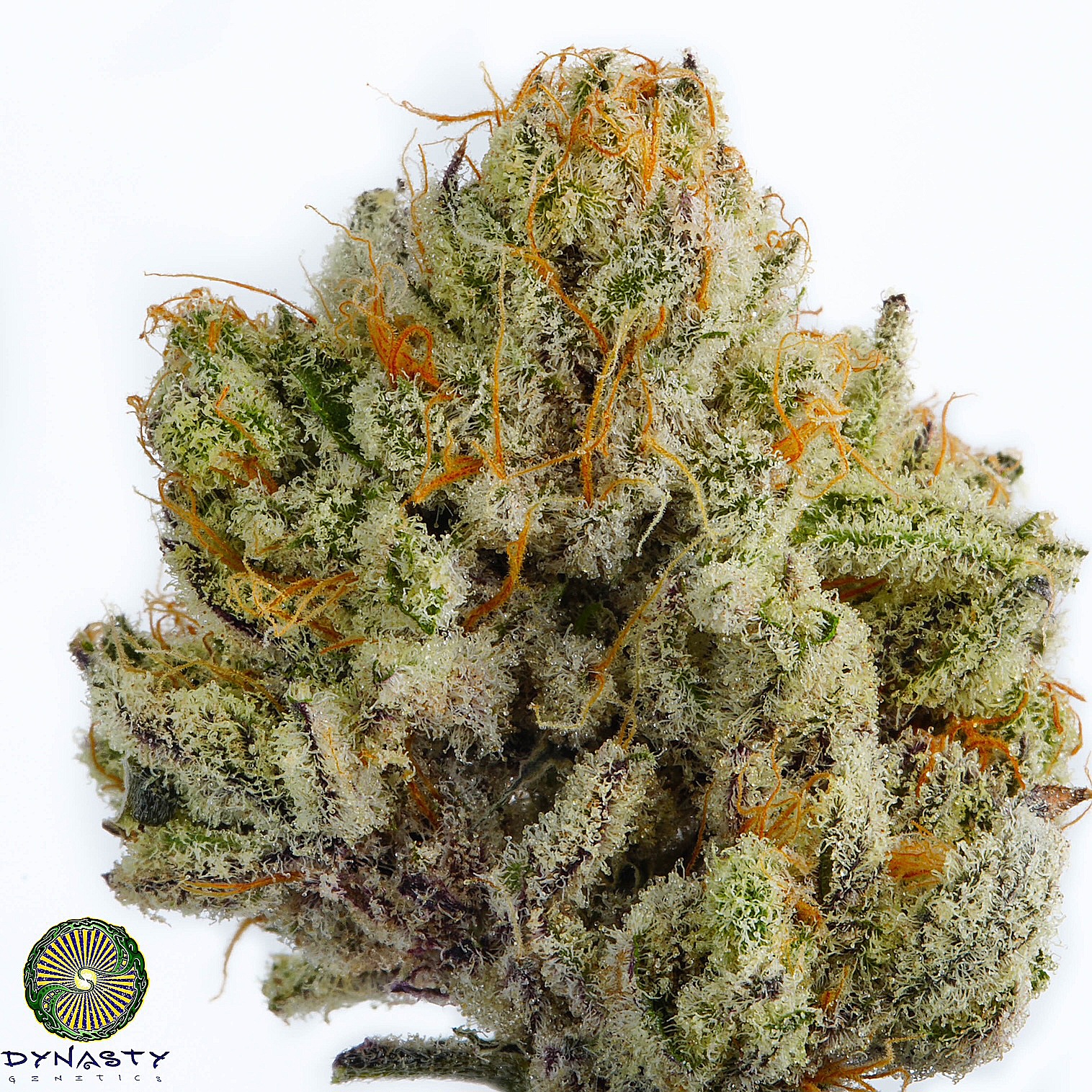 BLACK WATERMELON BY DYNASTY GENETICS *bonus pack included*