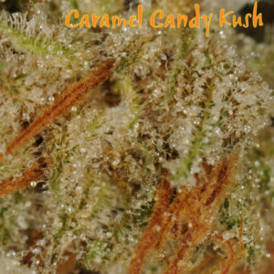 Dynasty Genetics Caramel Candy Kush regular seeds