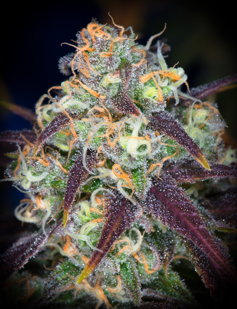 Dynasty Genetics Pineapple Fields regular seeds