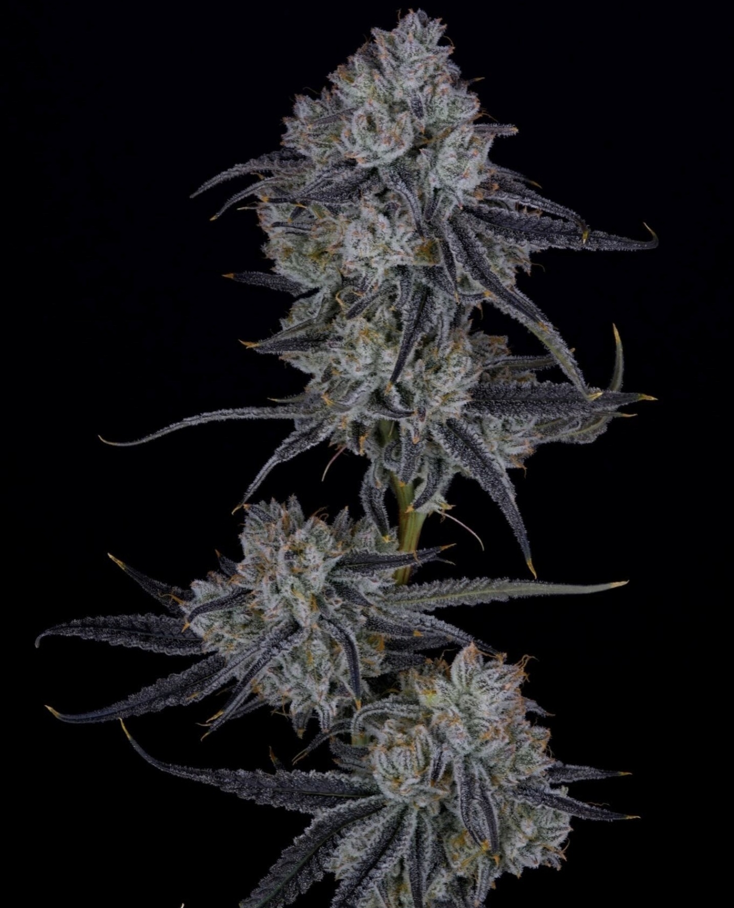 ZODA BX1 BY UMAMI SEED CO. *Includes Freebie Pack* -