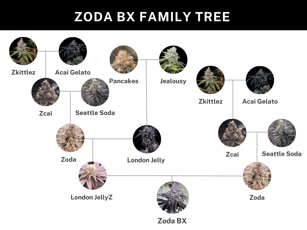 ZODA BX1 BY UMAMI SEED CO. *Includes Freebie Pack* - Image 4