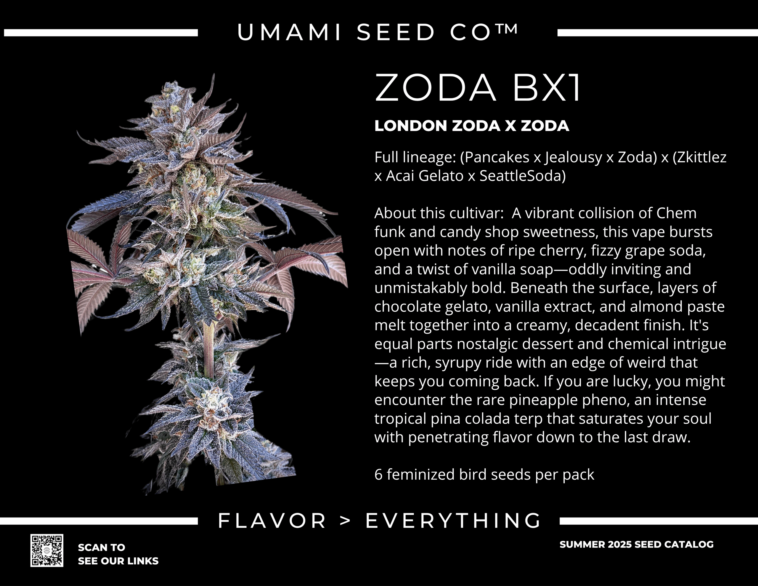 ZODA BX1 BY UMAMI SEED CO. *Includes Freebie Pack* - Image 3