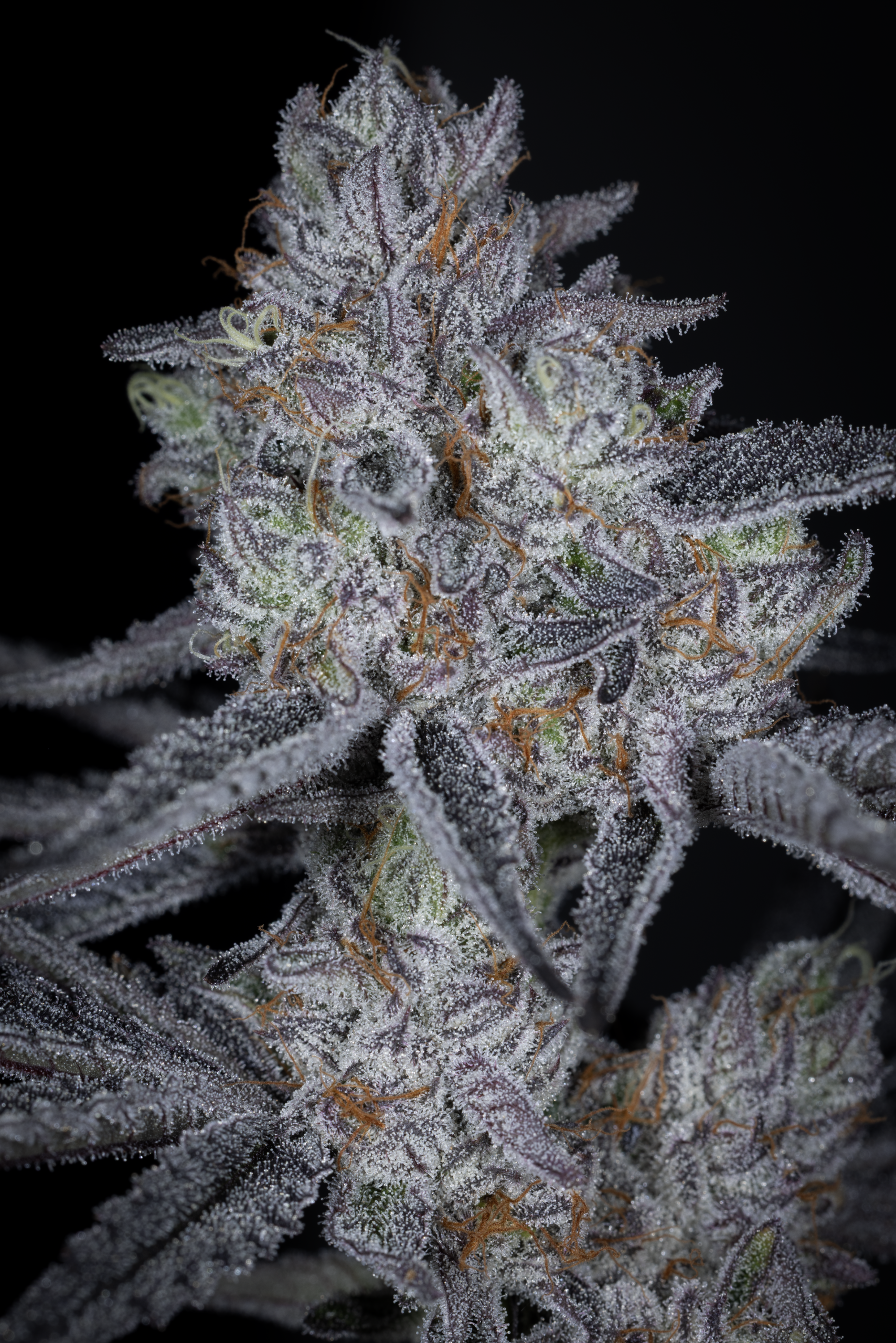 sin city seeds blue lime runtz feminized seeds