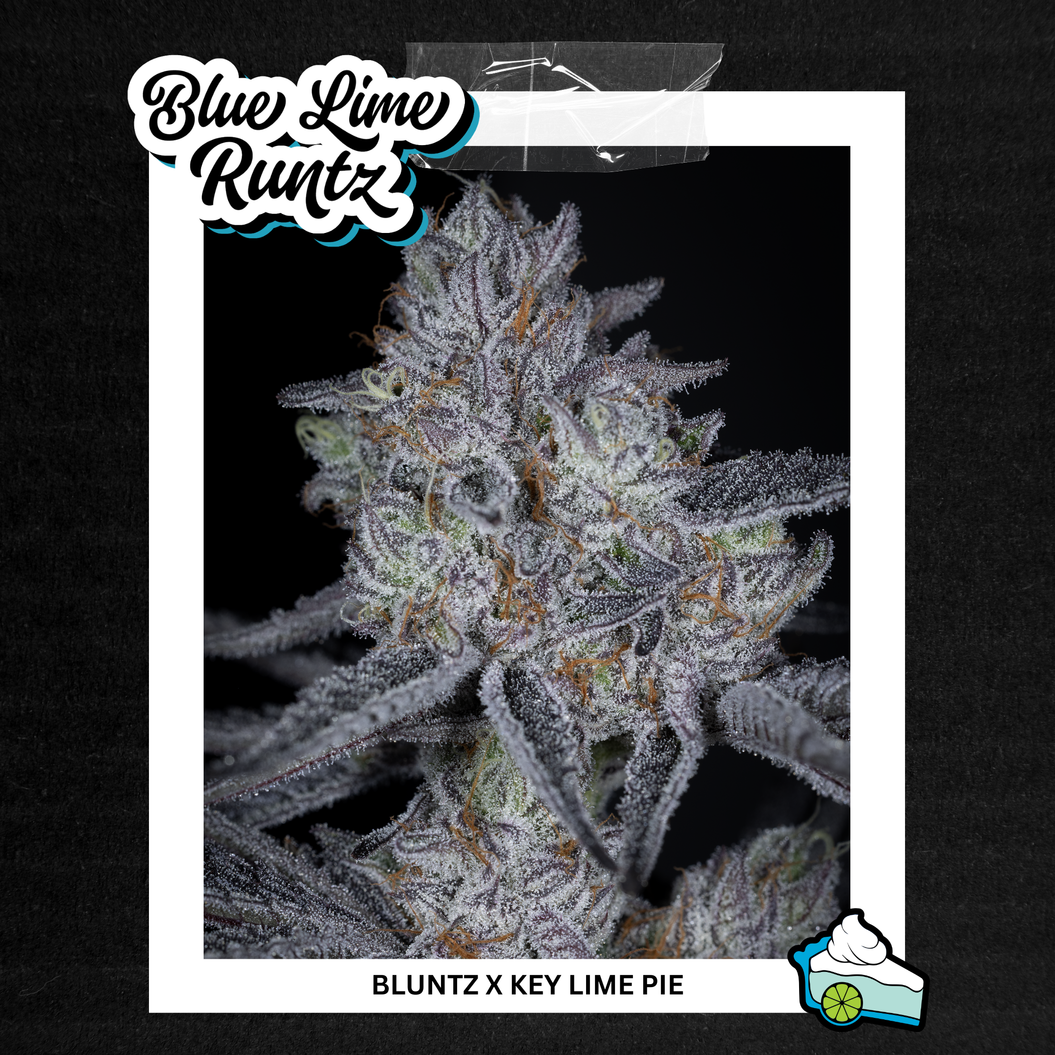 sin city seeds blue lime runtz feminized seeds