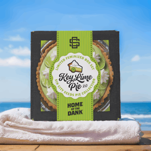 sin city seeds key lime pie 2.0 feminized box sets