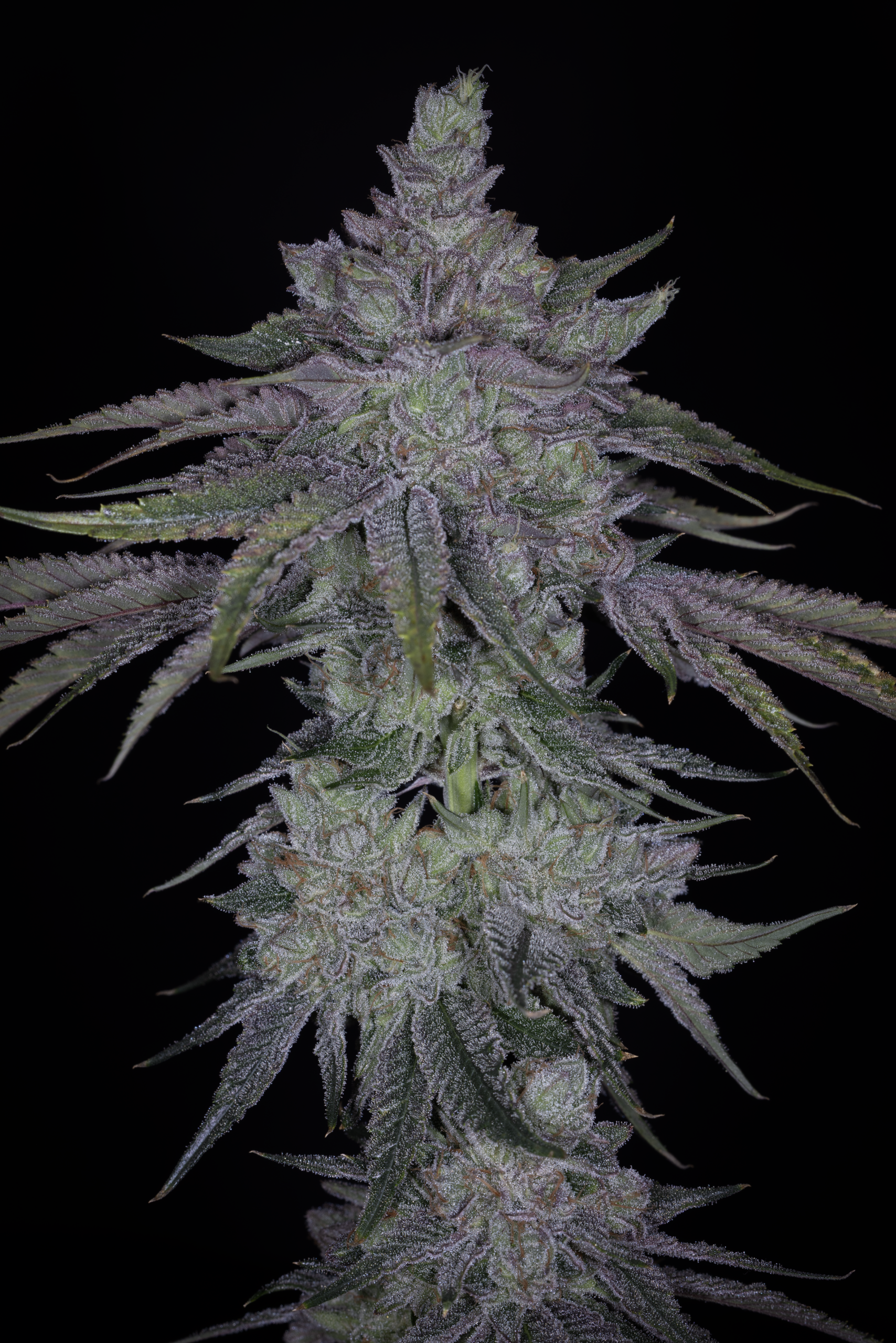 BROKE DA MOUTH BY SIN CITY SEEDS *Includes Bonus Pack* - Image 3