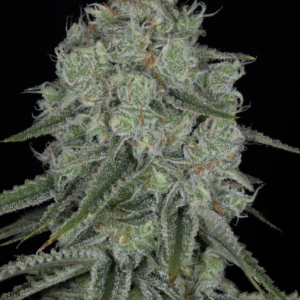 sin city seeds honey peach pie feminized seeds