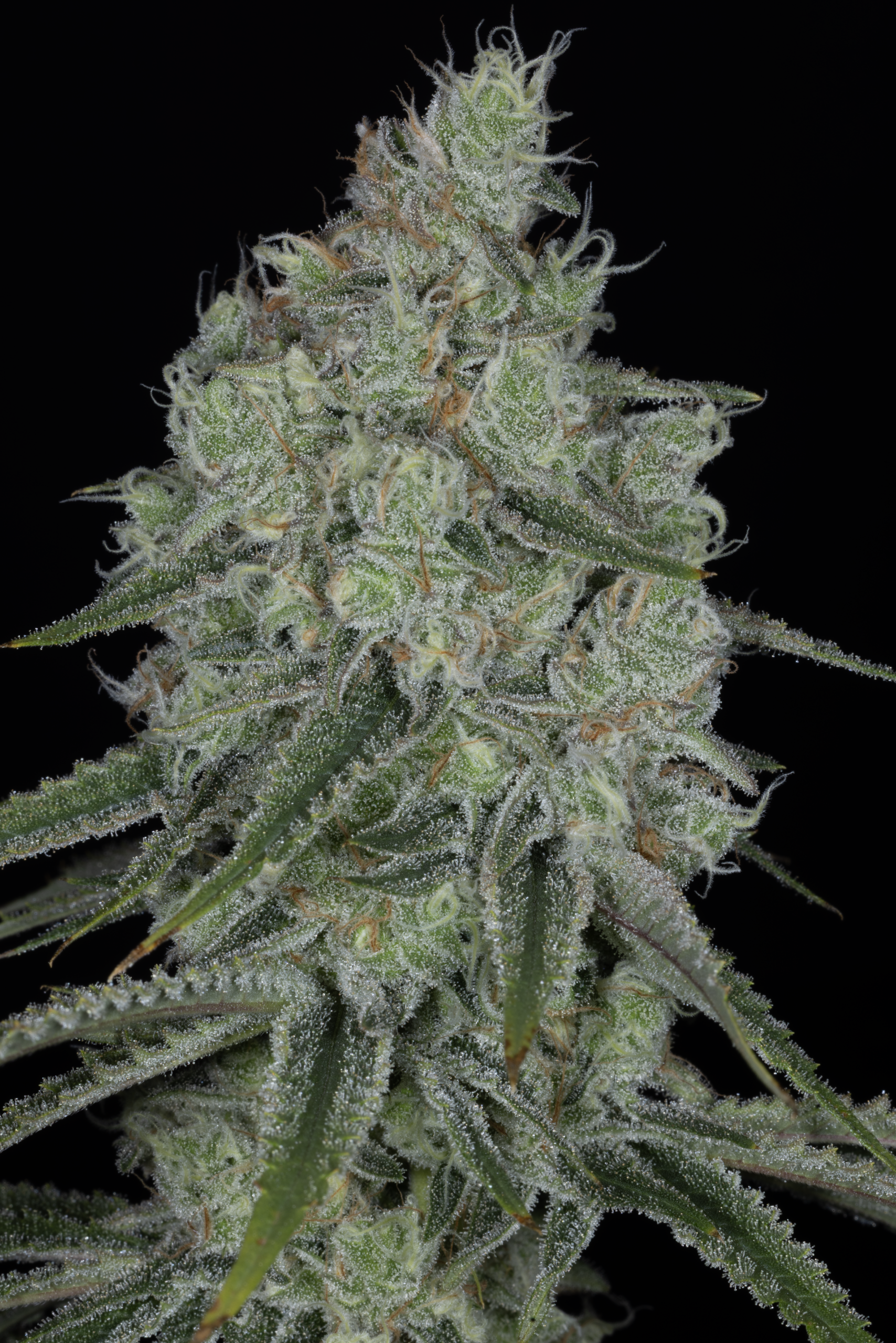 sin city seeds honey peach pie feminized seeds