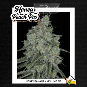 sin city seeds honey peach pie feminized seeds
