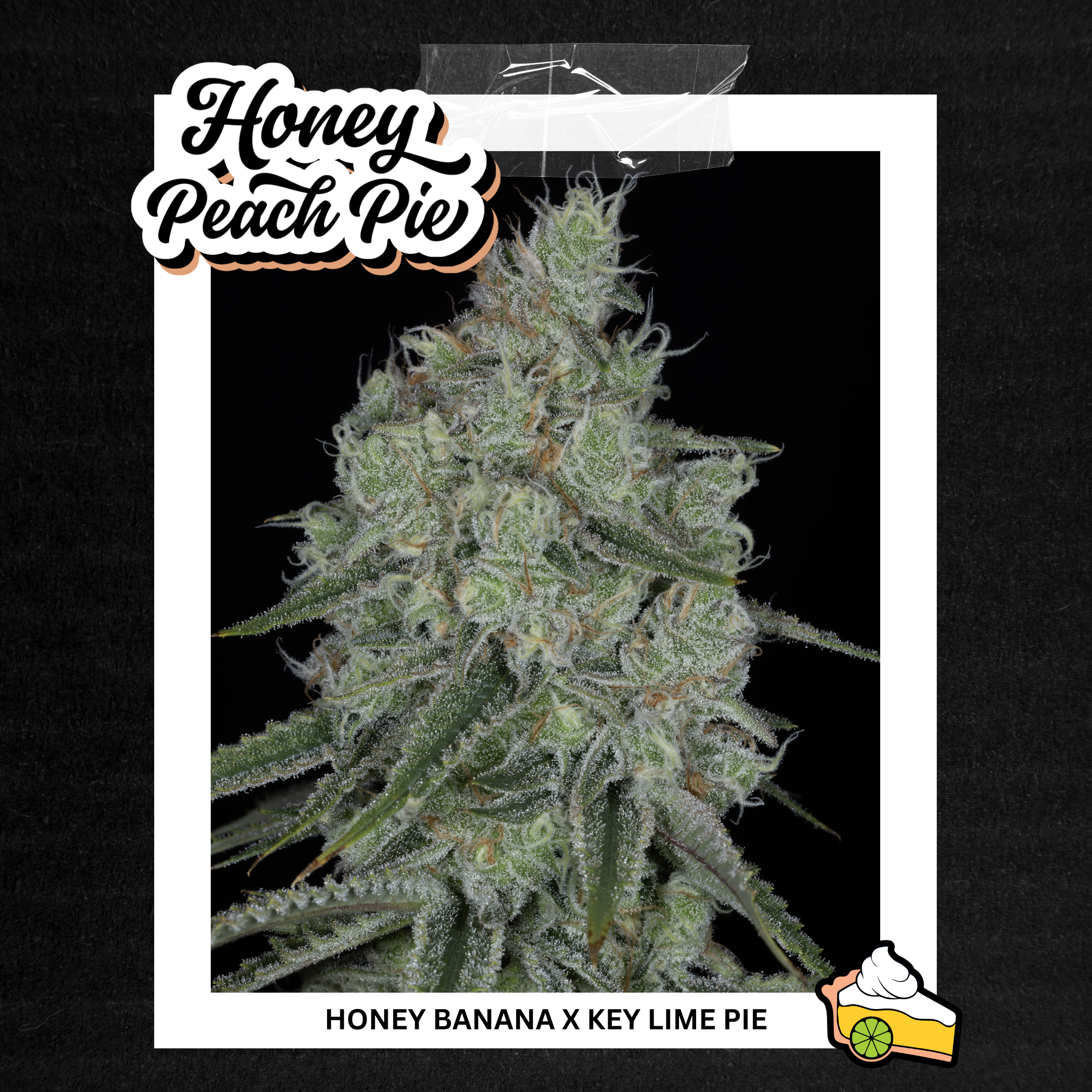 sin city seeds honey peach pie feminized seeds