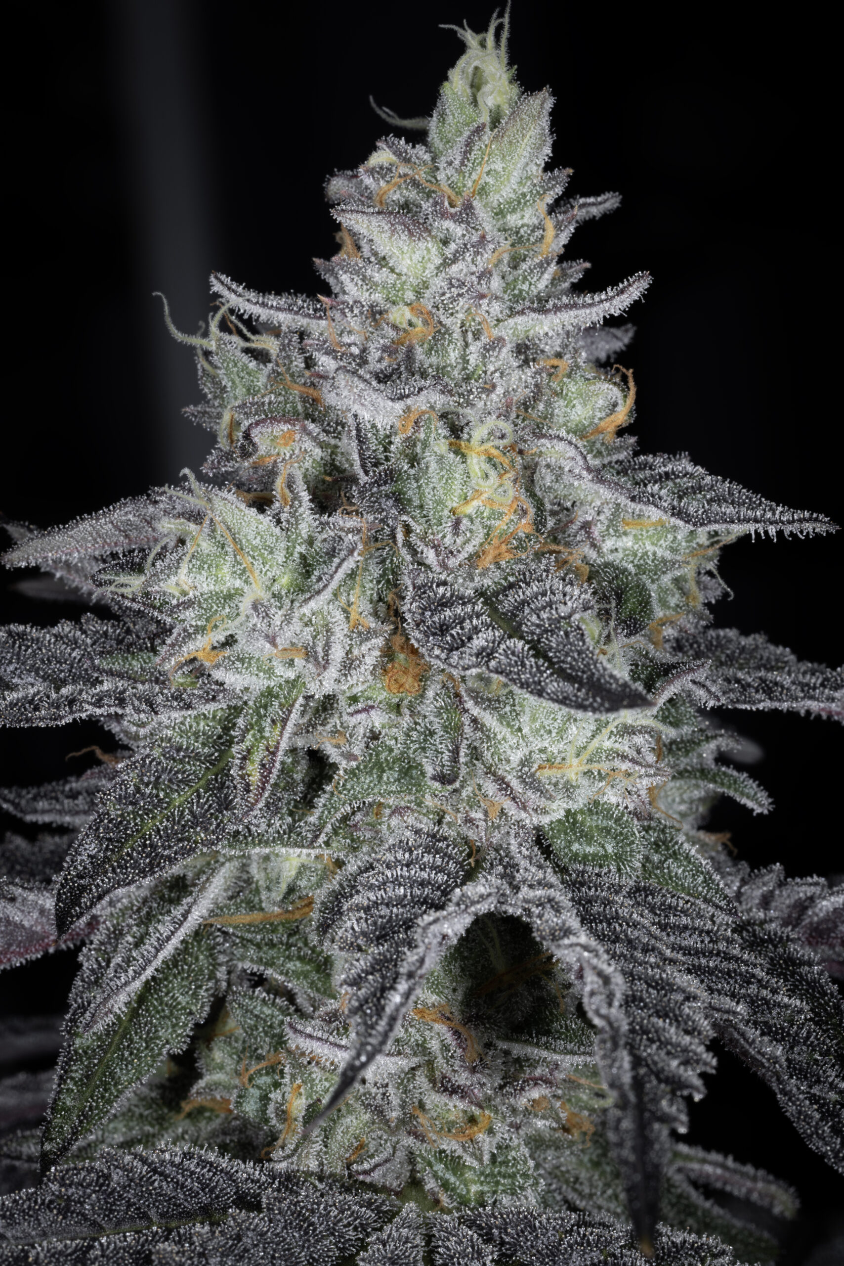sin city seeds icebox envy feminized seeds
