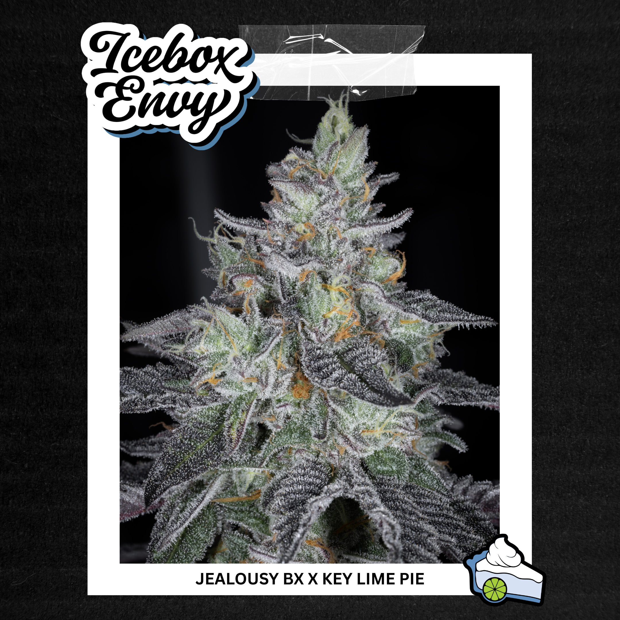 ICEBOX ENVY BY SIN CITY SEEDS *Includes Bonus Pack* - Image 2