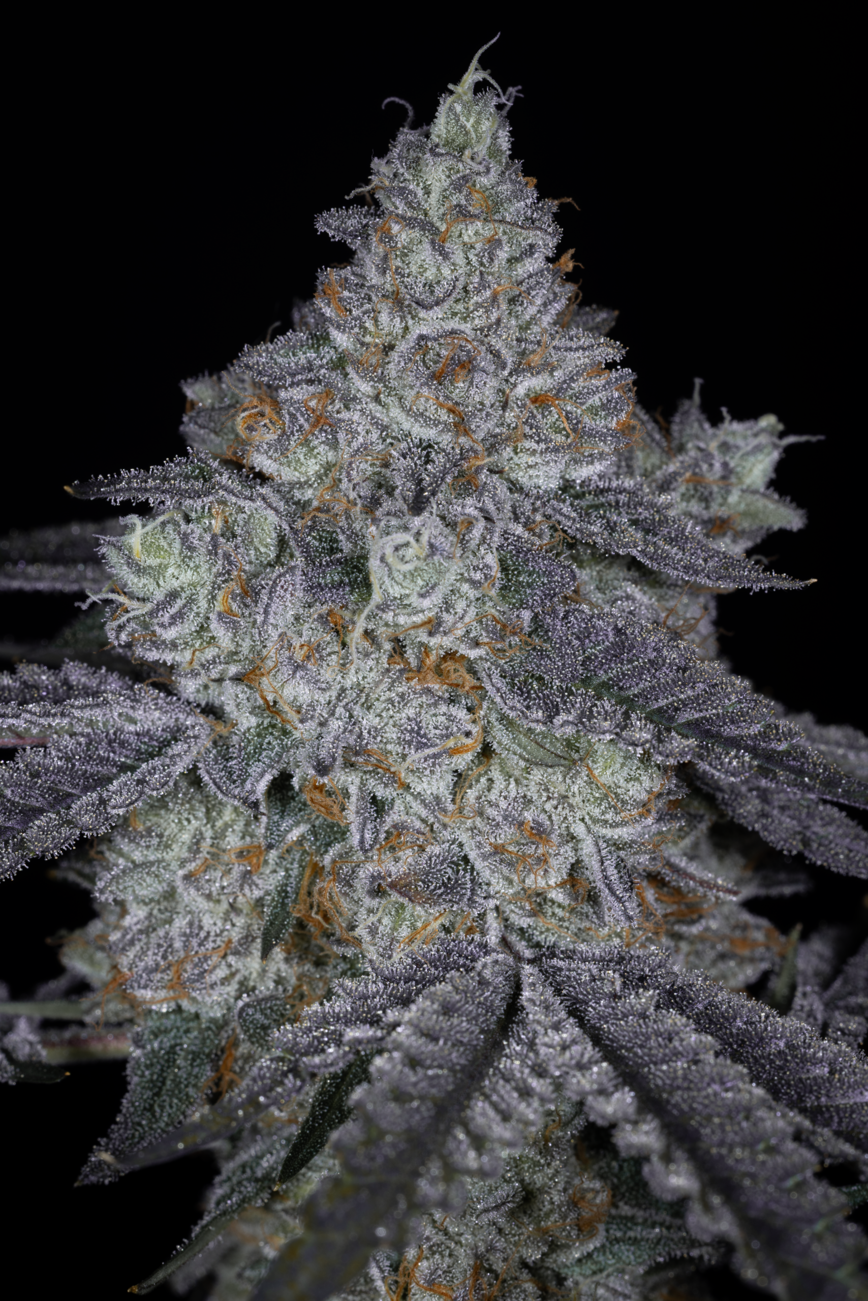 KEY LIME KAHLUAH BY SIN CITY SEEDS *Includes Bonus Pack* - Image 3