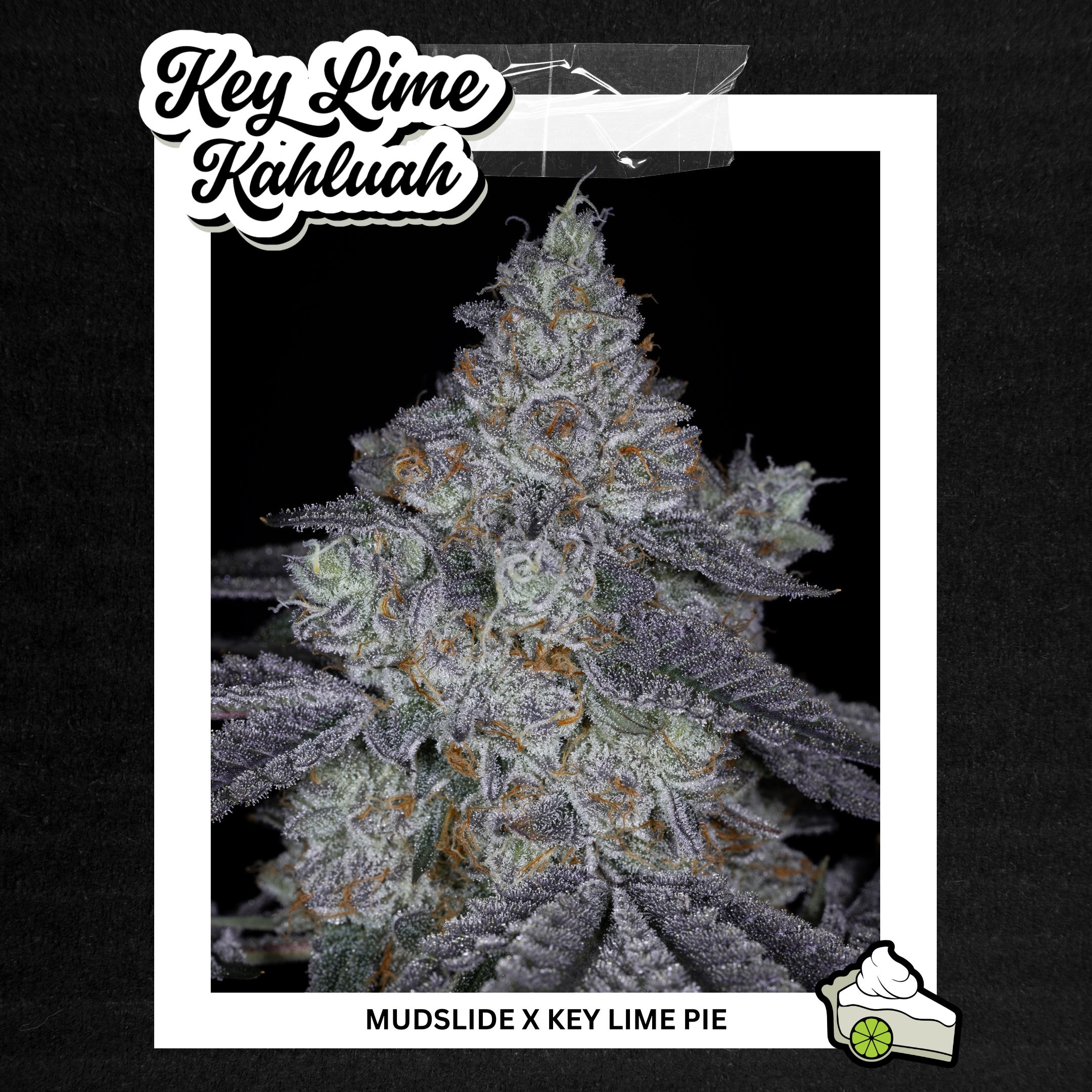 KEY LIME KAHLUAH BY SIN CITY SEEDS *Includes Bonus Pack* - Image 2