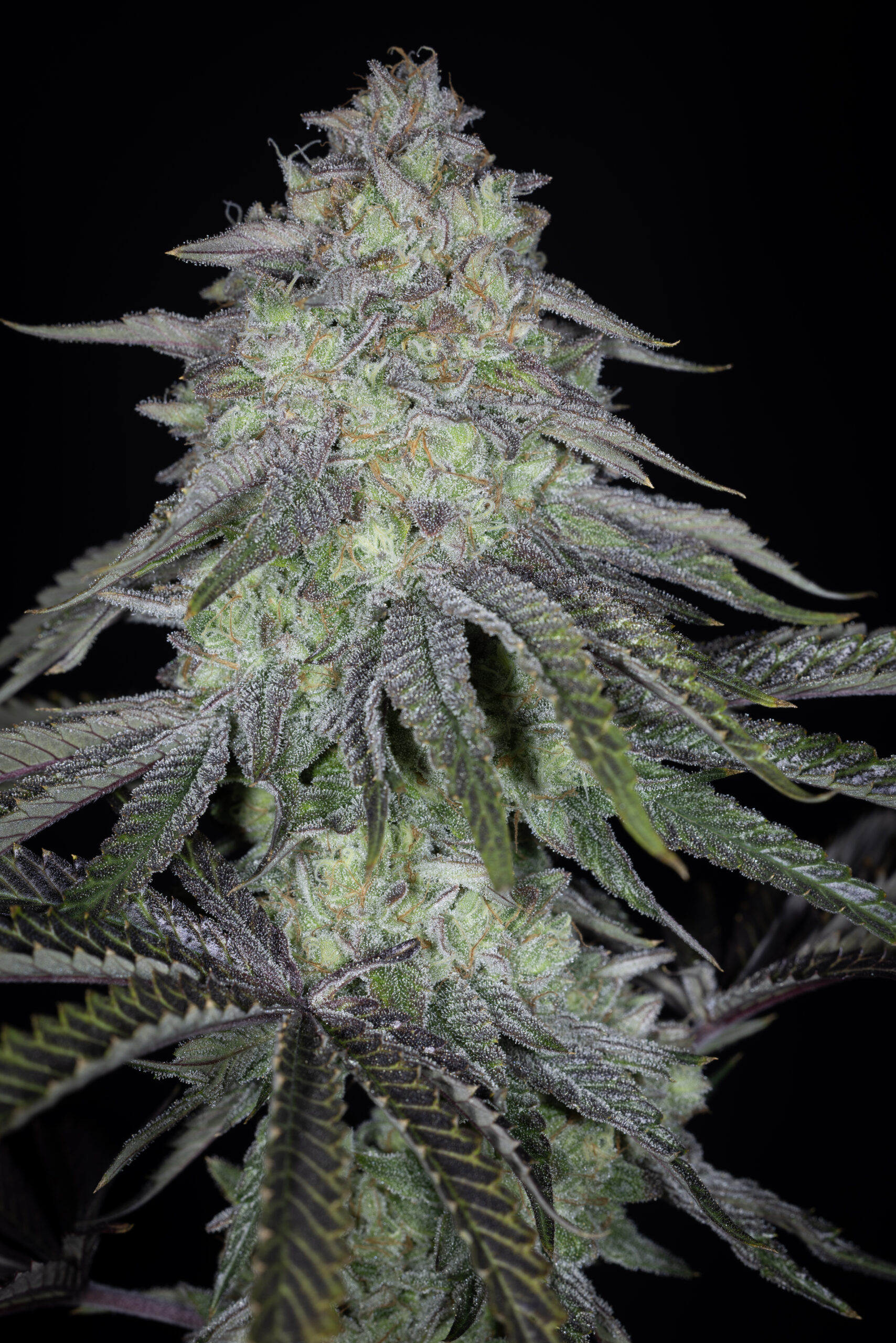 sin city seeds key lime pie bx2 feminized seeds