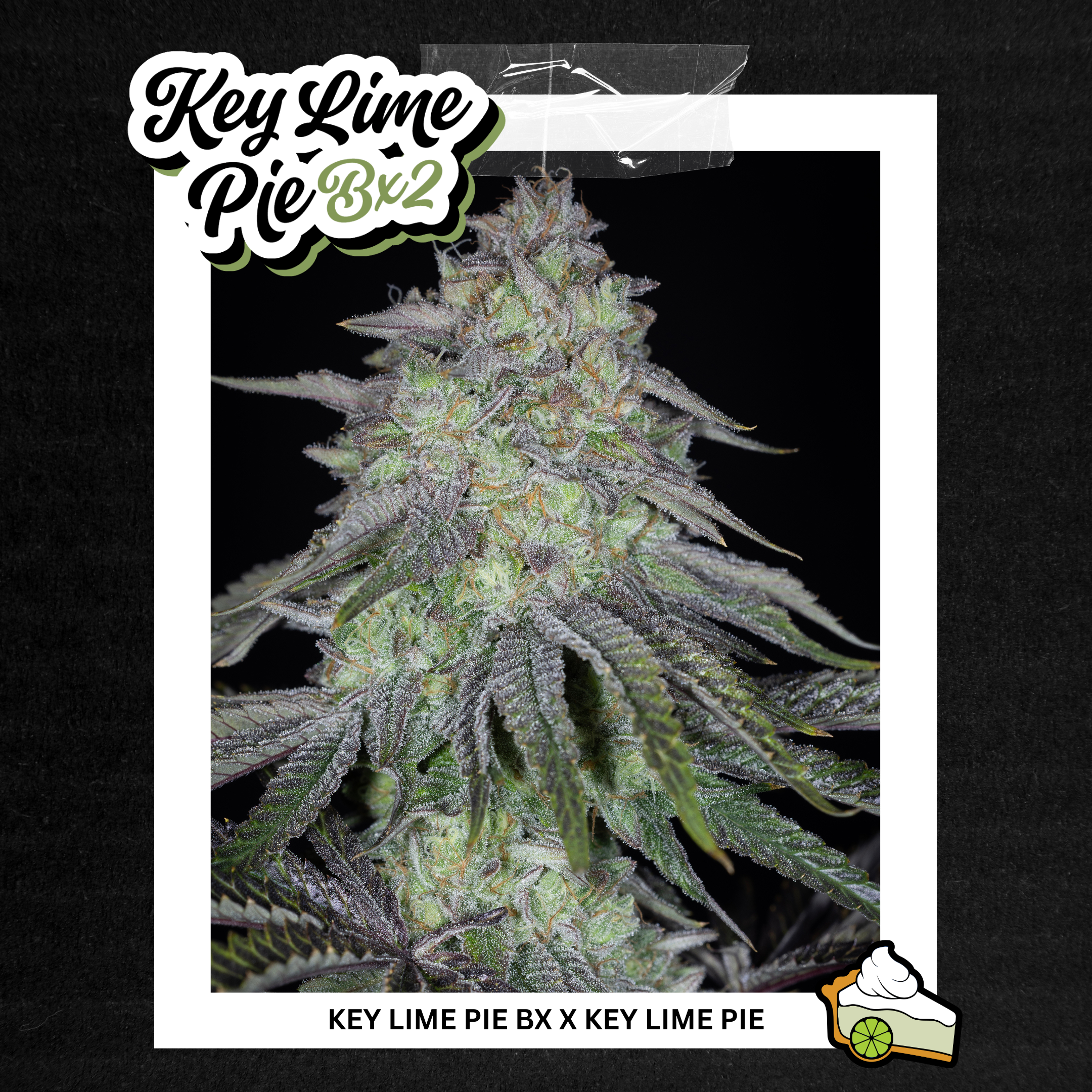 sin city seeds key lime pie bx2 feminized seeds