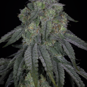 sin city seeds lime urkle feminized seeds