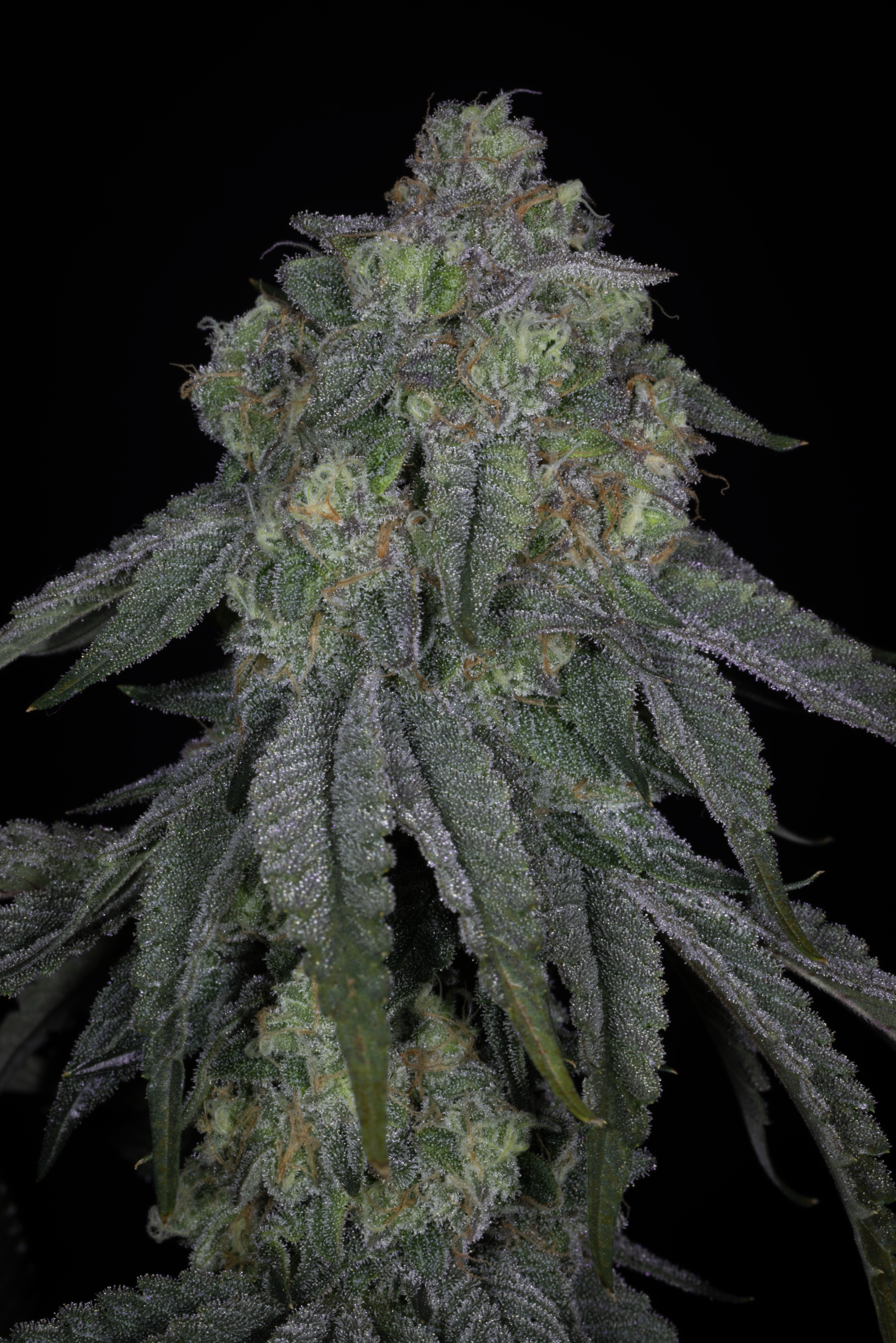 sin city seeds lime urkle feminized seeds