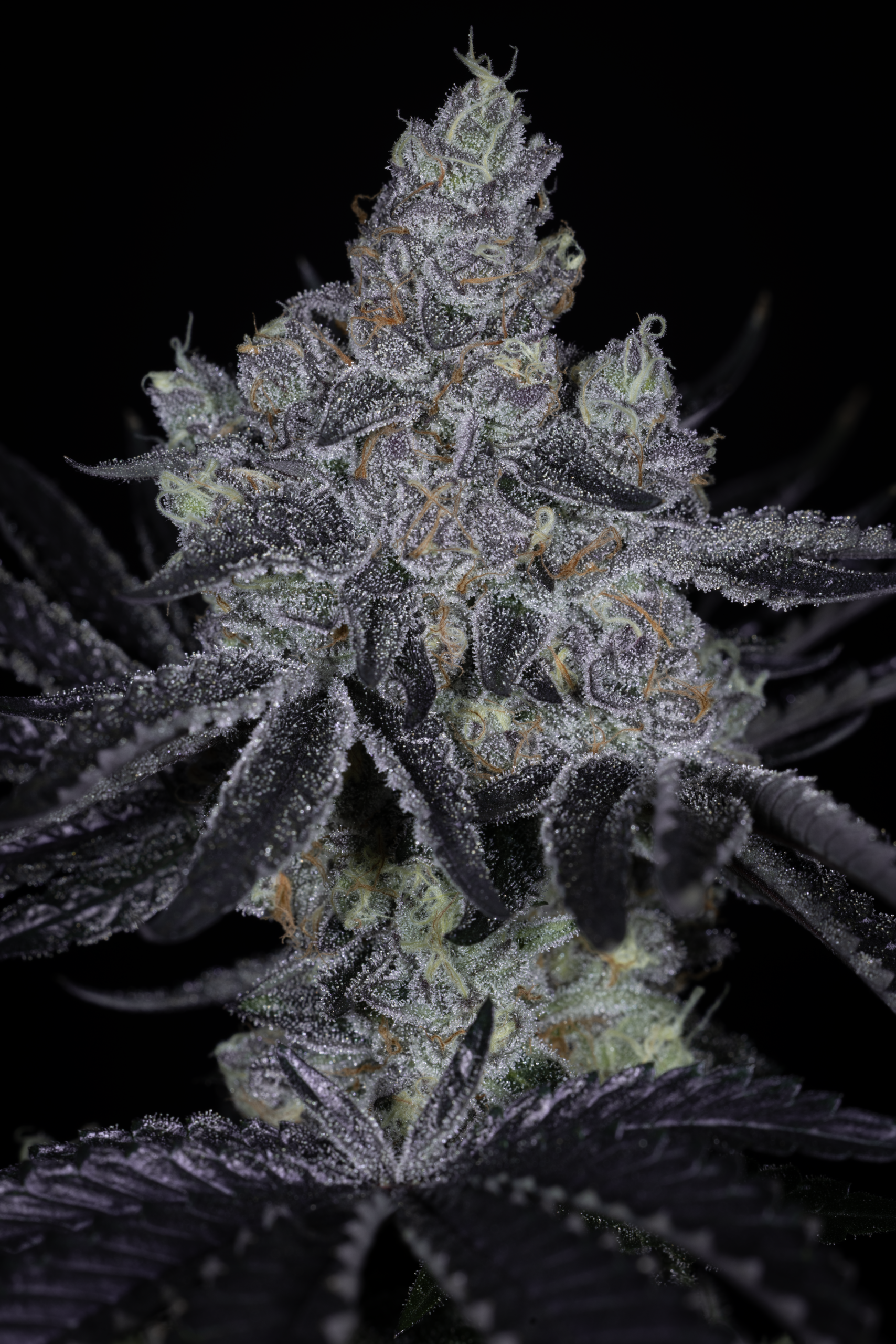 sin city seeds pie after dark feminized seeds