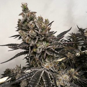 Exotic Genetix Bread & Butter Fem Seeds