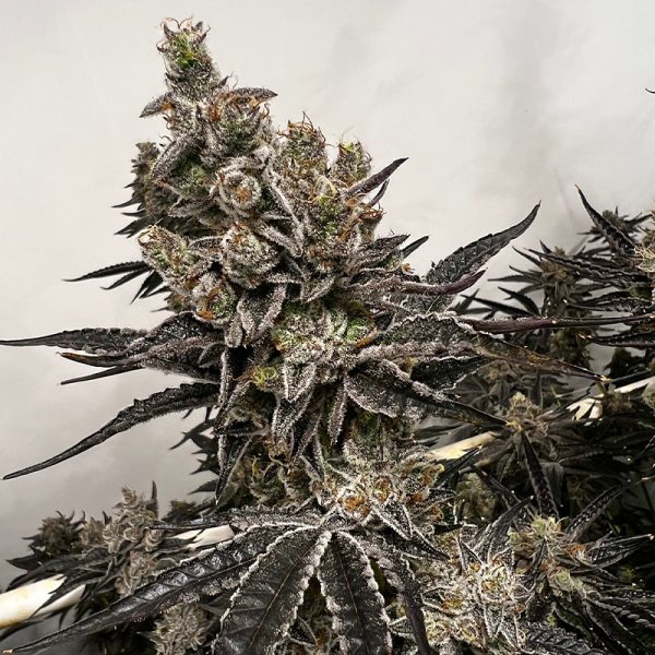 Exotic Genetix Bread & Butter Fem Seeds