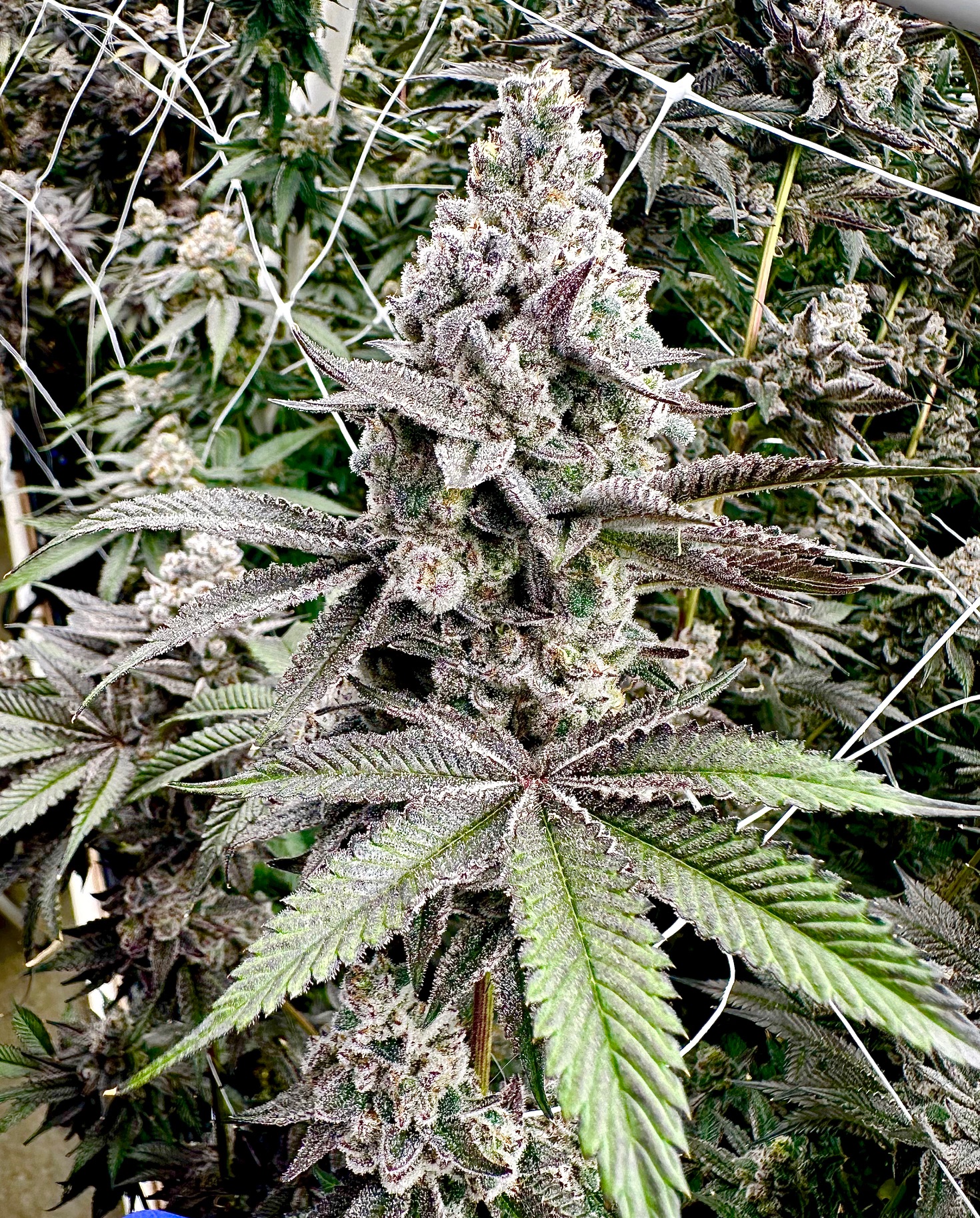 Exotic Genetix Melt Monster Fem Seeds