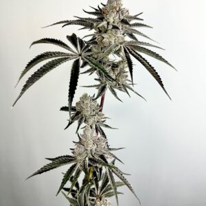 Exotic Genetix Lazeralus Fem Seeds